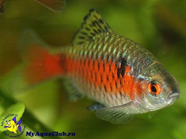 Барбус червоний (Barbus ticto) - акваріумна рибка   сімейства Коропові (Cyprinidae)