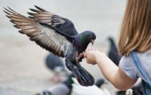 Велику популярність останнім часом набирає така спрямованість в птахівництві, як розведення голубів
