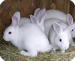 У даній статті ми розглянемо вирощування кроликів і почнемо з моменту появи на світ