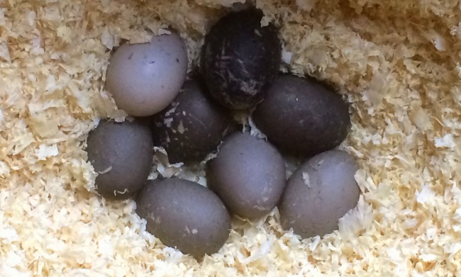Самки качки Каюга здатні не тільки добре насиджувати яйця, але і дбайливо водити каченят