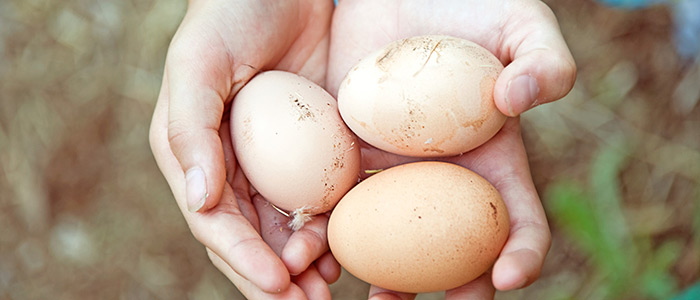 Як правильно вибирати курячі яйця