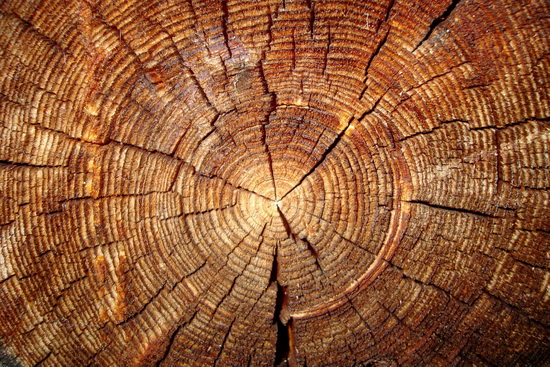 Як дізнатися вага деревини